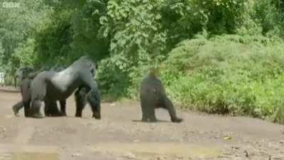 A Silverback gorilla standing in the middle of the road in order to block any oncoming traffic that would impede the safe crossing of his family.
