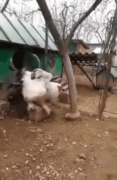 When she *innocently* begins to unzip it