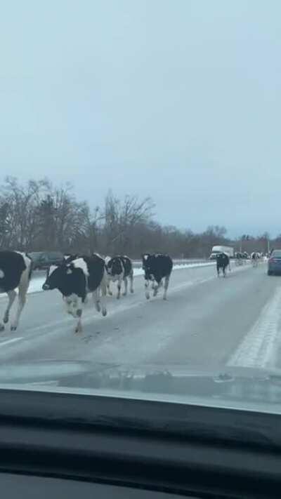 Cow marathon in Laporte Indiana