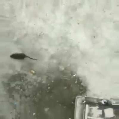 Sai de baixo Zé ruela