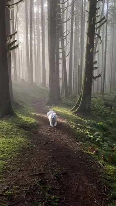 Our rescue Samoyed having the time of his life in the forest everyday