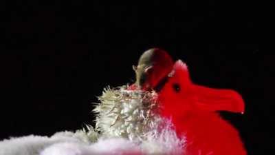 Mouse feasting on a Albatross chick's scalp