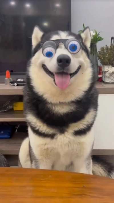Funny Husky 🤣