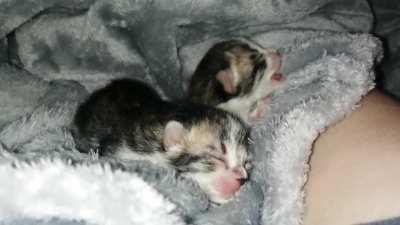 These little rascals were apprehended at only two days old! They are very angy that they were caught.