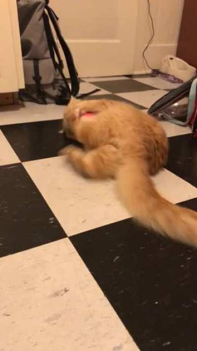 Cals first cat nip experience.