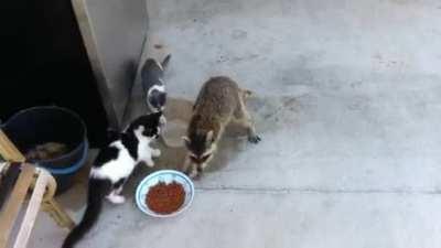 Raccoons have learned to mimic actual thieves by running away bipedally from the scene of the crime.