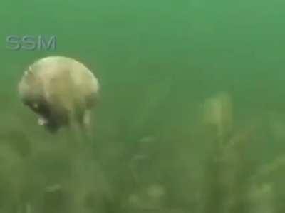 I present one my favourite videos