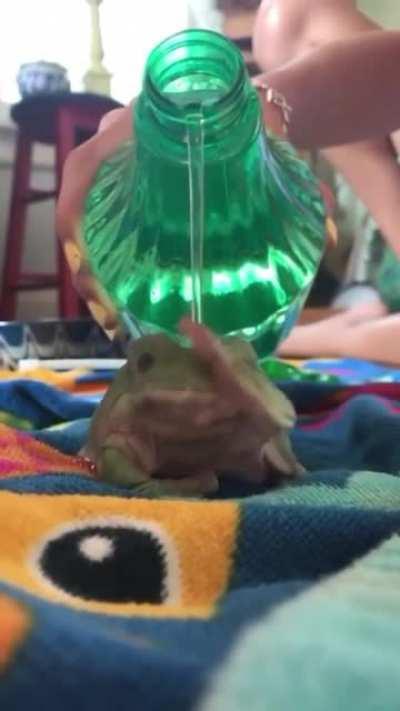 Grow your own frog - JUST ADD WATER!