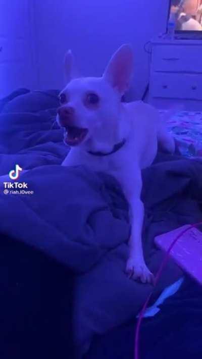 White dog get excited and forgets how to bork