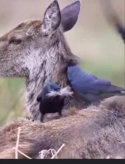 Birds collecting excess fur from a deer to build a nest later