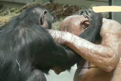 The hairless chimpanzee Jambo from the Twycross Zoo in England is all relaxed in his new enclosure called Eden. He seems totally in love with his female mate Tojo.