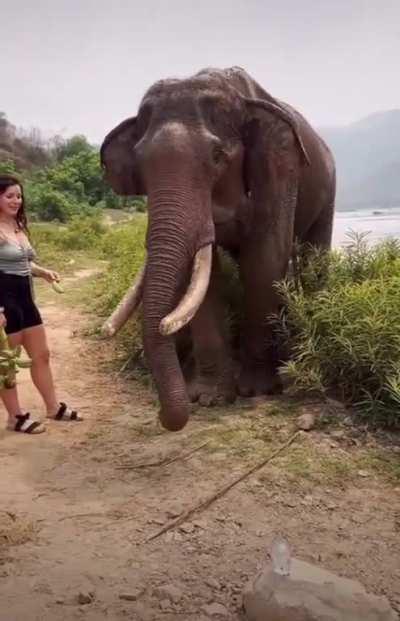 Don‘t fuck around with wild animals