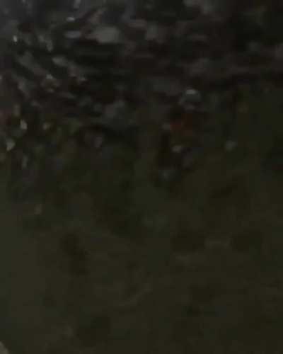 The duck is overpowered caw caw