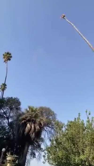 How to turn a 100-foot palm tree into the world's tallest mechanical bull