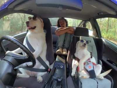 The puppy always brings good vibes