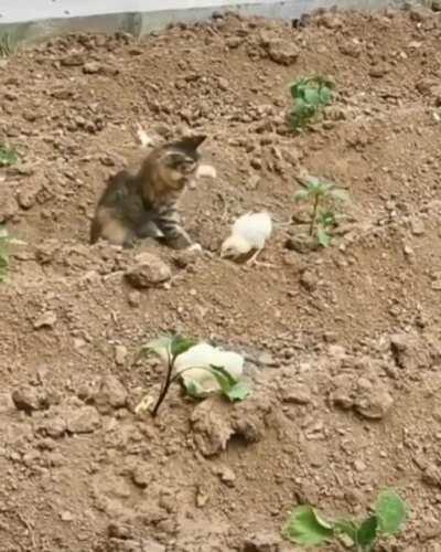 Even a cute bully shall be tolerated