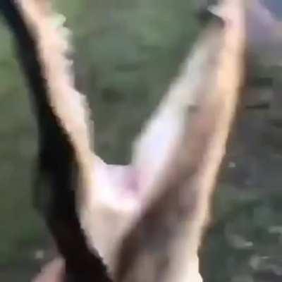guy throws gator into lake