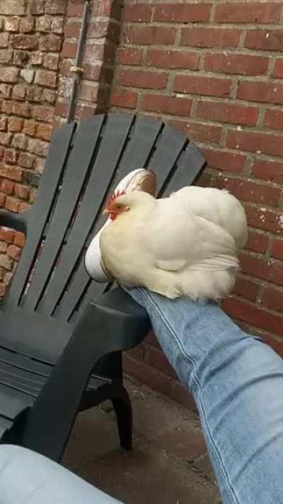 She hurt her leg and mayonnaise the chicken sat on it out of love :)))