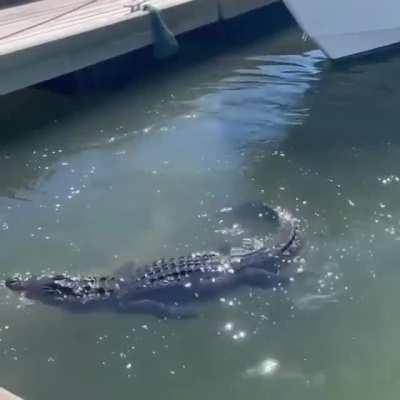 Well well well, if it ain’t the sudden shark