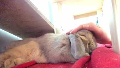 Somebunny wanted to join in on the snugs :)