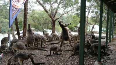 Three guys punch on outside local Tavern.