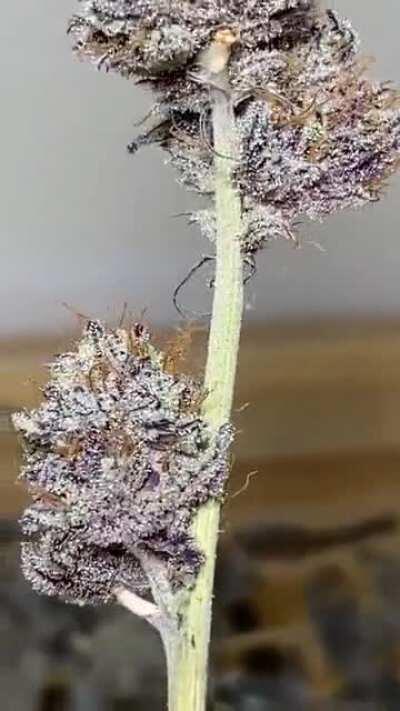 Garlic Icing #1 is Loud, heavy and a fast growing plant with gassy, garlicky funk that stinks up the room. Found her in the last hint of 1700 seeds. This is why we hunt💥🔥🌱🧬🎯We have a full menu available email at beleafcannabis@gmail.com