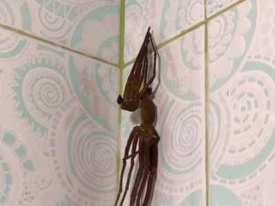 Molting in the Shower