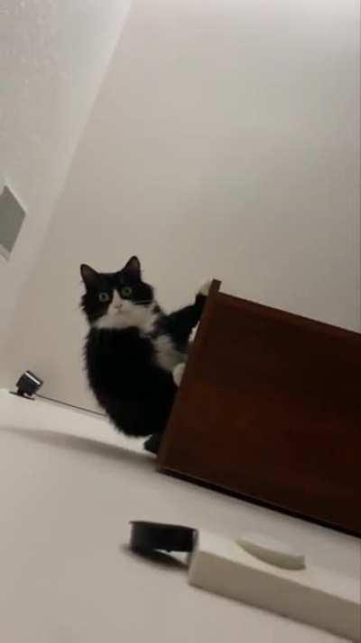 Hoooman give me petss-ooohhshii