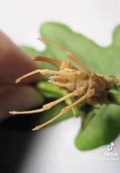 Thanks, I Hate spiderpillars