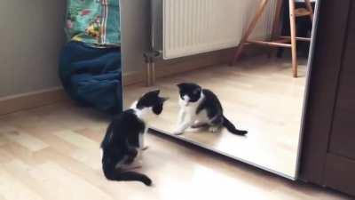 Cat And mirror