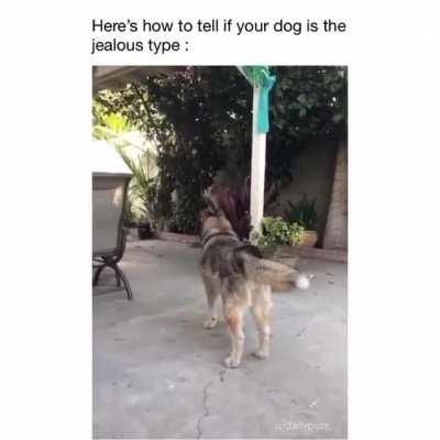 Jealousy challenge ...!