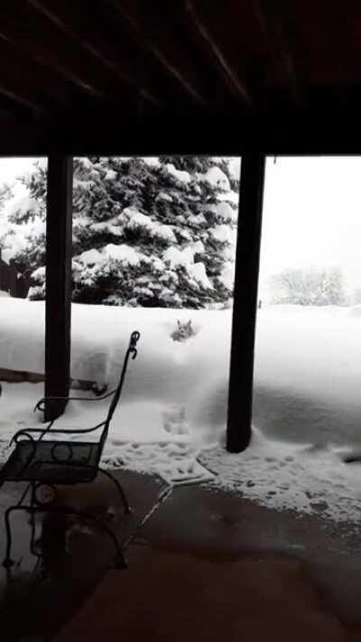 Gary jumping into the snow