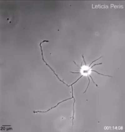 A single brain neuron as it searches for connections