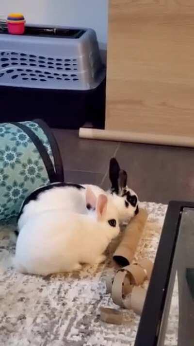 Naga pretends to be a toilet paper roll in hopes to be groomed 🥺