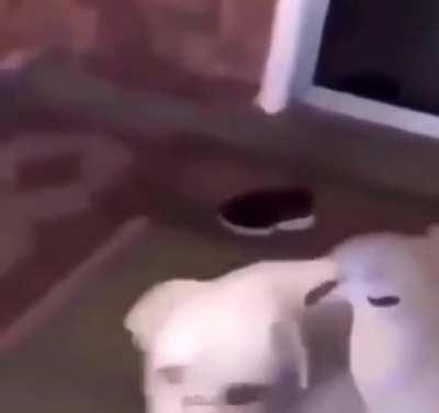 A5 premium wagyu pigeon with a side of mold (very tasty(£1000))