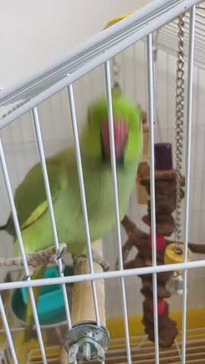 Partybirb