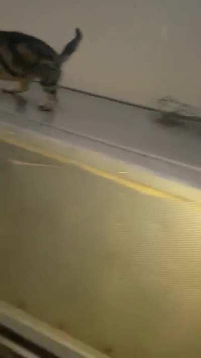 My smol edition SIC making sure her brakes work on wet surfaces.