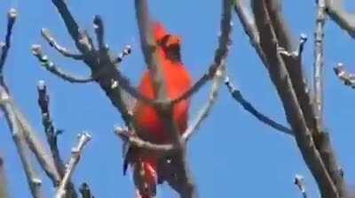 Por si nunca han escuchado el hermoso cantar de un Cardenal, así es.