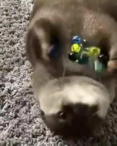 this otter playing with marbles
