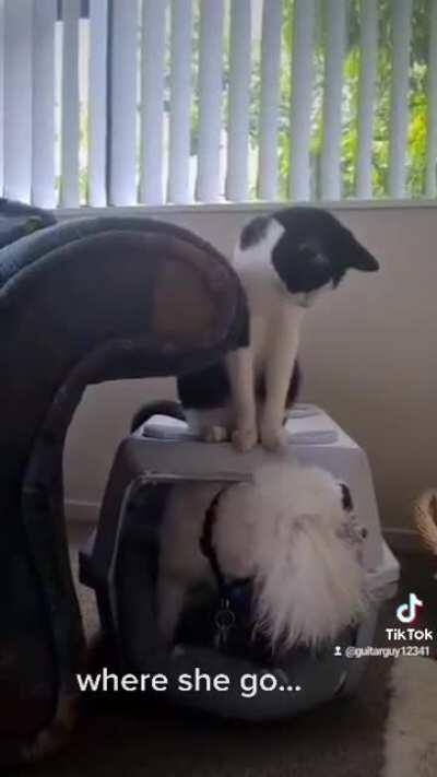 Daisy is messing with bella