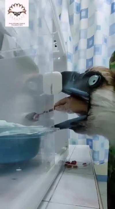 One week old Philippine Eagle chick enjoys its meal with the help of an eagle hand puppet.