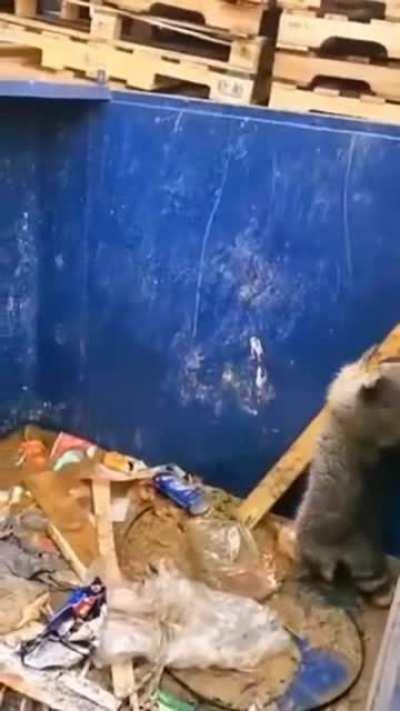 Smart trash panda rescues himself