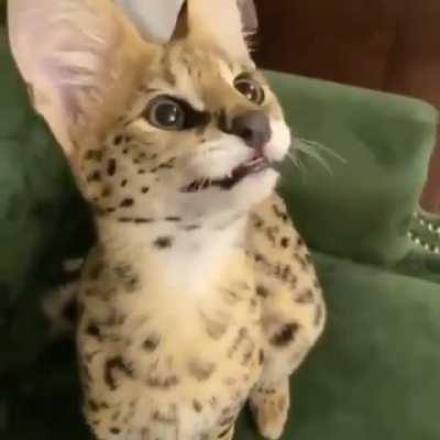 Rude-ass wunk won’t let me finish talking