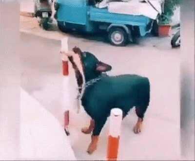 That moment you realize the dog played you...