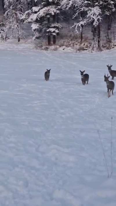 🔥 My aunt has bought a bag of reindeer feed that she needs in case she has to feed some reindeer this winter. The smell however has atracted the local roe deer, which have started gathering outside her house because of the smell