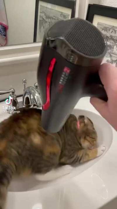 She just loves playing with a hair dryer!