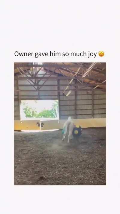 A horse having fun.