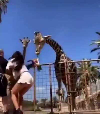 Feeding a giraffe