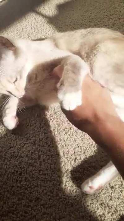 I just wanted to pet ;-;