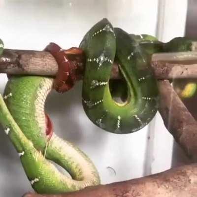 Snake giving birth